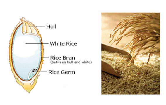 What is Rice Bran Oils ?